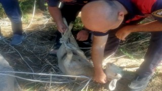 Su kuyusuna düşen koyunun imdadına itfaiye ekipleri yetişti