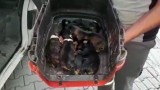 Sulama kanalında mahsur kalan köpek ve 6 yavrusu kurtarıldı