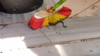Sultangazide yılan paniği