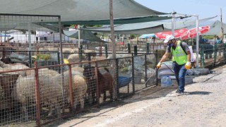 Talasın Kurban Pazarına tam not