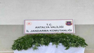 Tapulu arazilerinde kenevir yetiştiren şüpheliler yakalandı