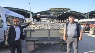 Taşköprü sarımsağı bu yıl üreticisinin yüzünü güldürüyor
