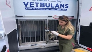 Tatilde 303 can dostun tedavileri gerçekleştirildi