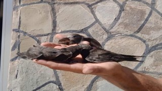 Tedavileri tamamlanan Ebabil kuşları doğaya bırakıldı