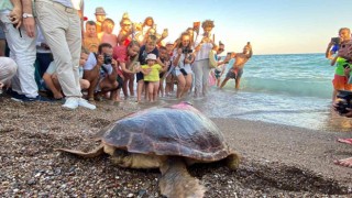 Tedavisi tamamlanan 30 yaşındaki kaplumbağa, uydu cihazı takılıp denize bırakıldı