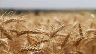 Tekirdağda buğday hasadı sürüyor