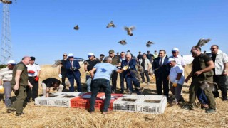 Tekirdağın 40 mahallesinde doğaya 800 keklik salındı