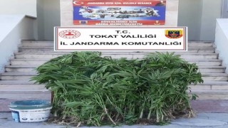 Tokatta 84 kök hint keneviri ele geçirildi