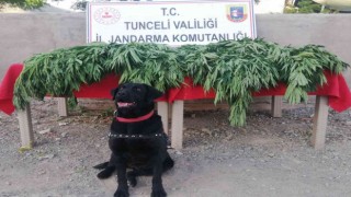 Tuncelide uyuşturucu operasyonu