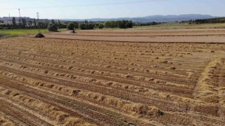 Üniversitenin arazisine buğday ektiler, 400 ton hasat yaptılar