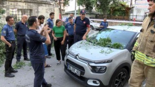 Üsküdarda asırlık ağaç otomobilin üzerine devrildi