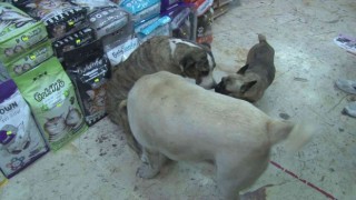 Üsküdarda hayvana şiddet: Kendisinden kaçan köpeğe taşla saldırdı