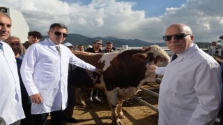 Vali Memiş ve Başkan Sekmen Avrupanın en büyük canlı hayvan pazarında incelemelerde bulundu