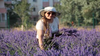 Van Gölü kıyısında tıbbi bitkilerin hasadı yapıldı