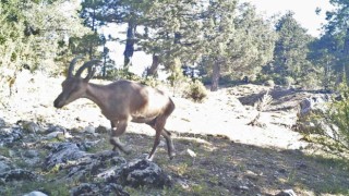 Yaban keçileri Burdura uyum sağladı