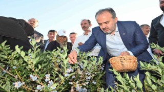 Yaban mersininde hasat bereketi