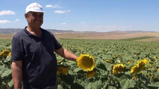 Yağlık ayçiçeği tarlaları yüzleri güldürdü: Çiftçi yüksek verim bekliyor