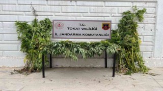 Yakalanacağını anlayınca 250 kilogram esrarı Kelkit çayına döktü