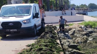 Yalova sahilinde yosun temizliği