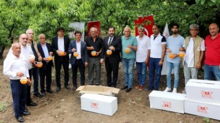 Yalovada Akdeniz meyve sineği ile biyoteknik mücadele