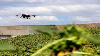 Yalovada çayır tırtılı ile dronlu mücadele