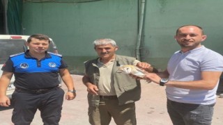 Yaralı halde bulunan peçeli baykuş tedavi altına alındı