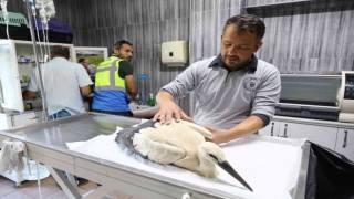 Yaralı leyleğe Büyükşehir şefkati