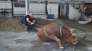 Yarım tonluk kurbanlığı iki kişi saniyeler için bu yöntemle bakın nasıl yatırdı