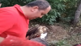 Yarlı atmaca tedavi altına alındı