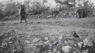 Yavru ayıların fotokapana takılan görüntüleri gülümsetti