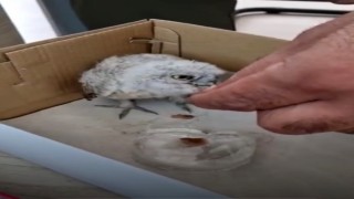 Yavru baykuş bakımı sonrasında doğa bırakılacak