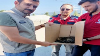 Yavru tilkinin yardımına ekipler koştu