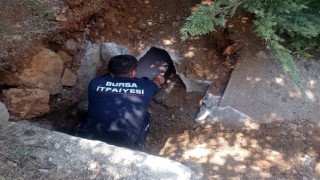 Yavrularıyla birlikte zifte yapışan anne köpek itfaiye ekiplerince böyle kurtarıldı