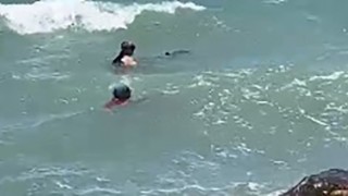 Yavrusu ölü doğan yunus kendini karaya vurdu