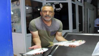 Yaz aylarında tezgâhlar kültür balıklarına kaldı
