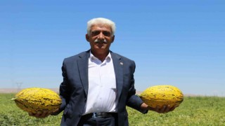 Yazıhan ovasında bereket artıyor