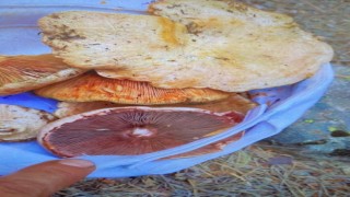 Yedikleri mantardan zehirlenen 6 kişi tedavi altına alındı