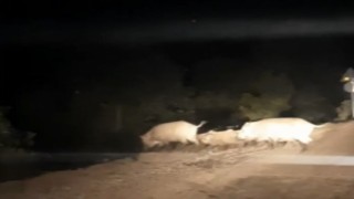 Yemek bulamayan domuz sürüsü köye indi