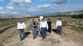 Yeni Tokat Havalimanı lavanta açacak