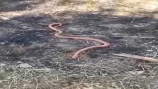 Yılanı gören köylülerin “piton mu kobra mı” diyaloğu gülümsetti