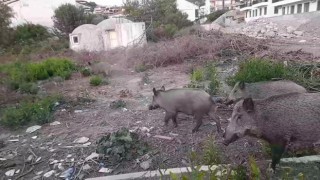 Yiyecek bulmakta zorlanan domuz sürüsü gündüz vakti şehre indi