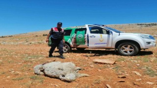 Yol kenarına hayvan leşi atan şahsa yaptırım uygulandı