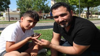 Yolda buldukları yaralı Ebabil kuşunu tedavi edip HAYDİ ekiplerine teslim ettiler