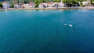 Yunuslardan Gemlik Körfezinde görsel şölen