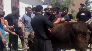 Yurt öğrencileri için kurban kesildi