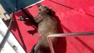 Yüzmekten bitkin düşen domuzu balıkçılar kurtardı