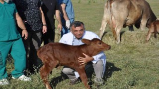 Zavot ırklarına embriyo transferi