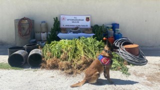 1 kilo 122 gram esrar ile 507 kök kenevir ele geçirildi