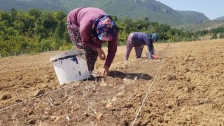 100 bin TLden satılması beklenen safranın soğanları toprakla buluştu