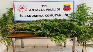 18 yıl önce vefat eden adamın kullanılmayan evinin bahçesinde karı koca kenevir yetiştirdiler